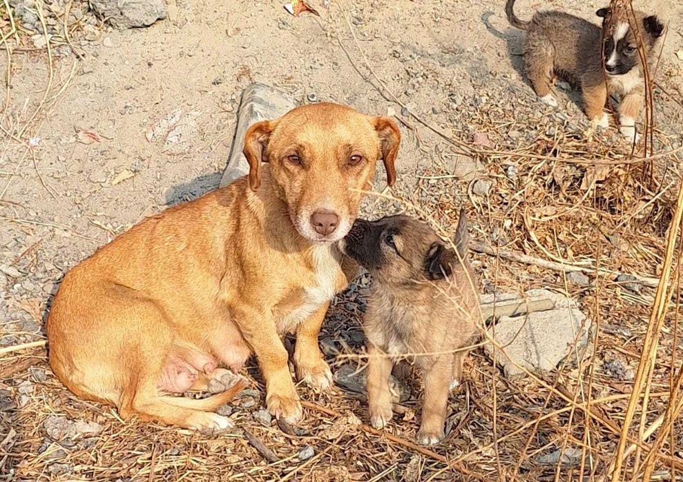 Отдам щенков бесплатно