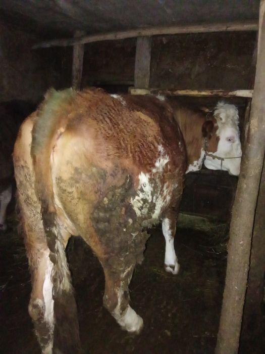 Vând junincă gestantă