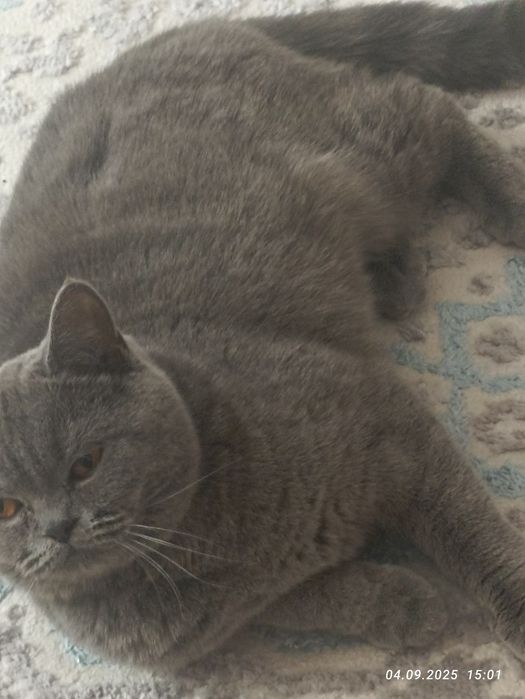 Продам британскую кошку