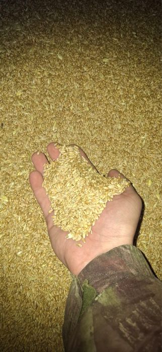 Продам пшеницу высокого качества