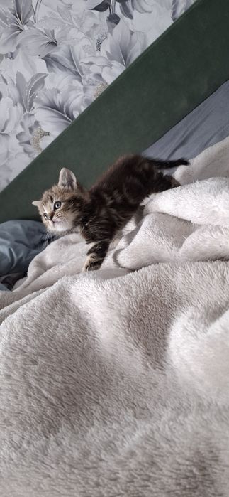 Британские короткошерстные котята