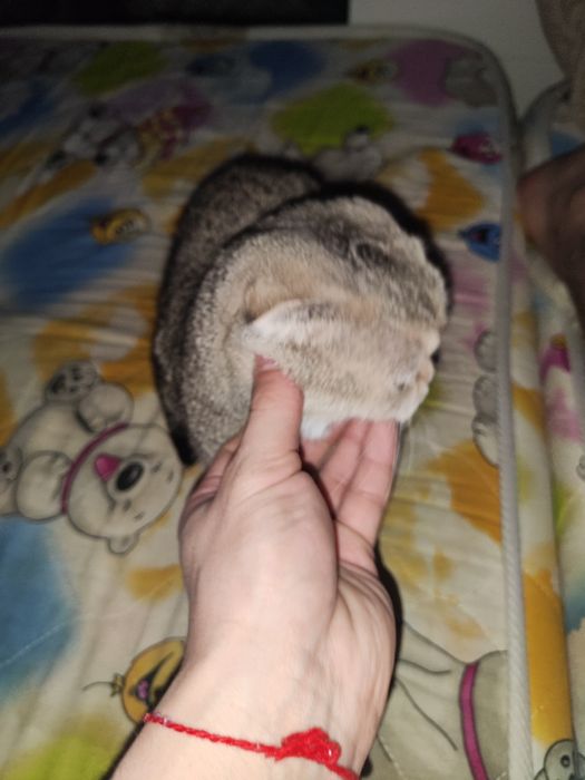 продам кошечку Скоттиш-фолд