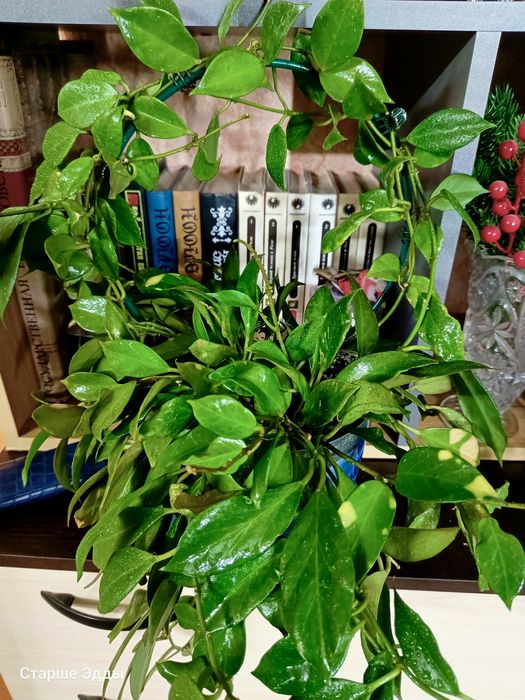 Комнатные растения