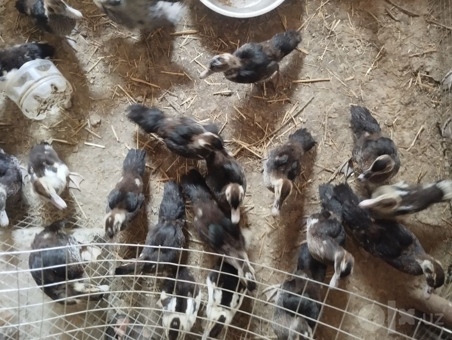Gibrid yirik boʻladigan indoutka jo'jalari sotiladi
