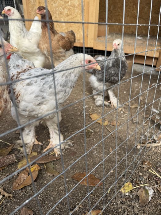 Петли Брама Сьомга