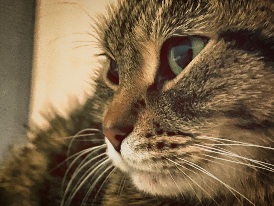 Продаётся кошка!