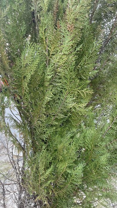 Елка можжевельник