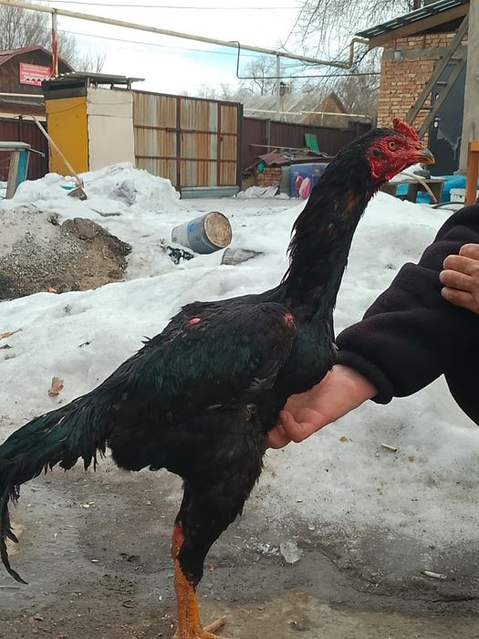 Дакан дакан нннн