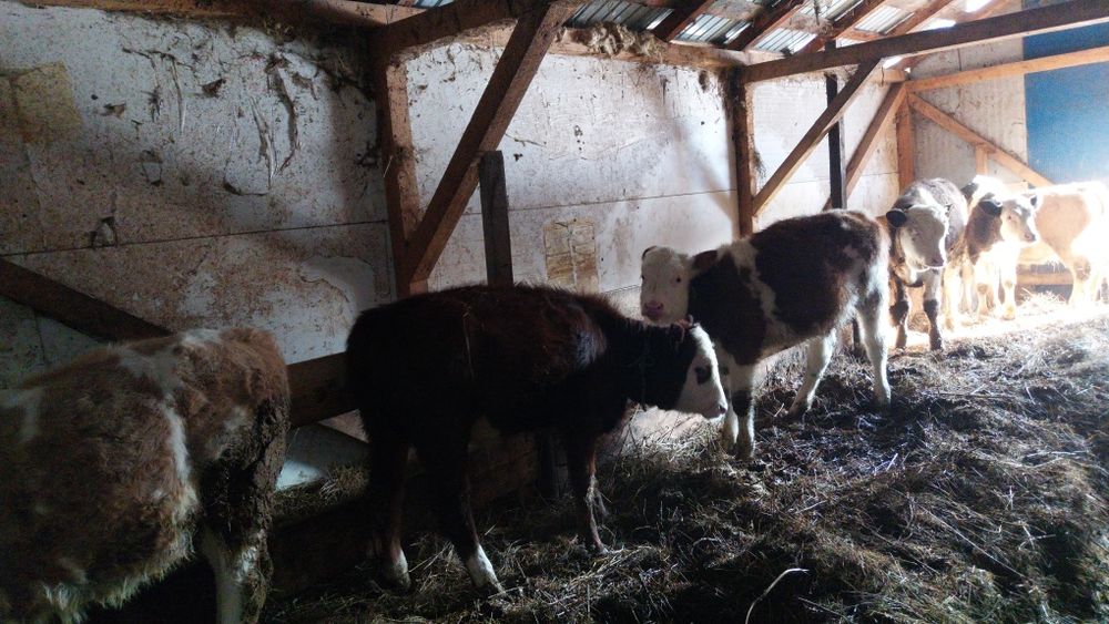 Vând șase viței încărcați