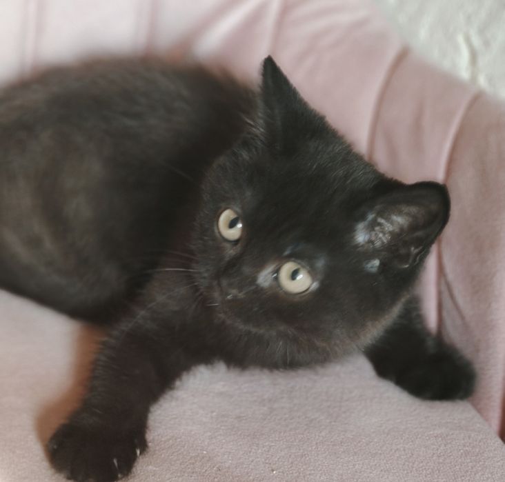 Чистопородный Британский кот