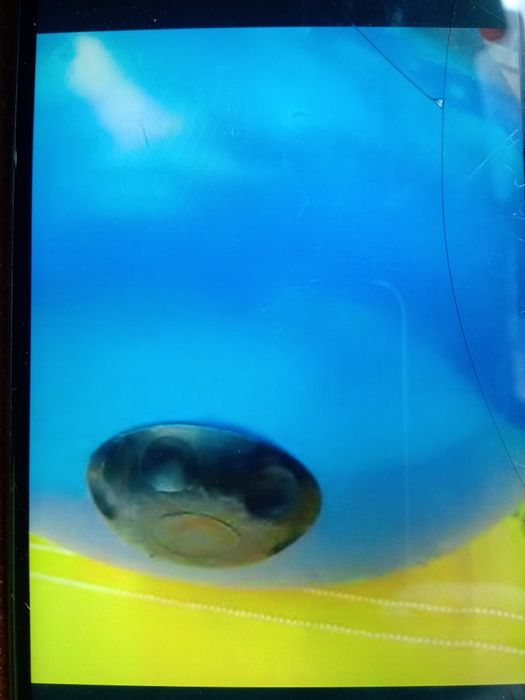 Vas hidrofor, Perie noua