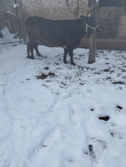 Бұзаулы сиыр сатылады. Пародасы жақсы