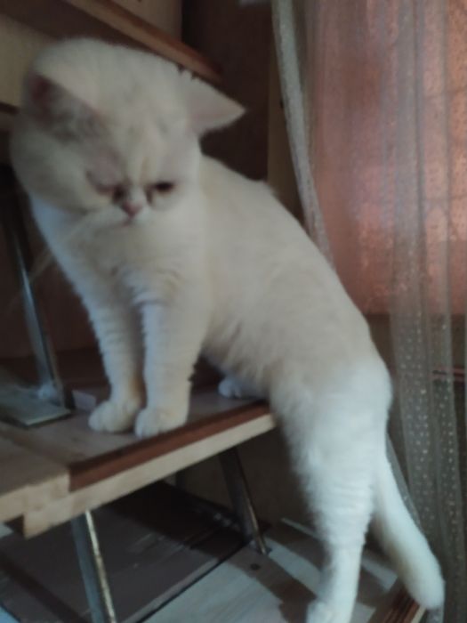Продам котят породы экзот