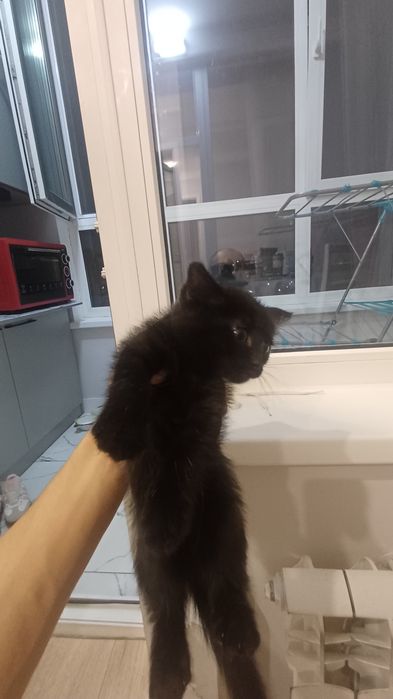 Котенок отдам в хорошие руки