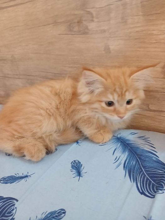 Котенок ищет дом