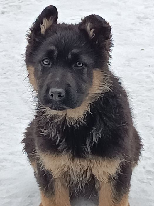 Продажа животных