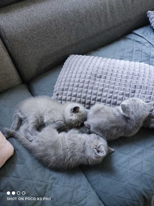 Котенца Британчета