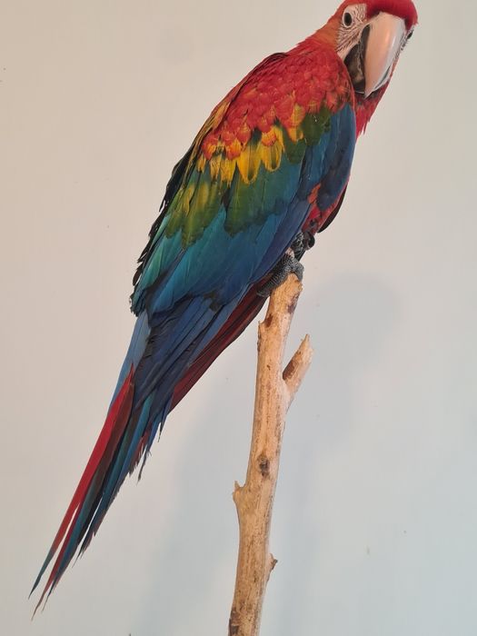 Vând pui Ara  rubigold