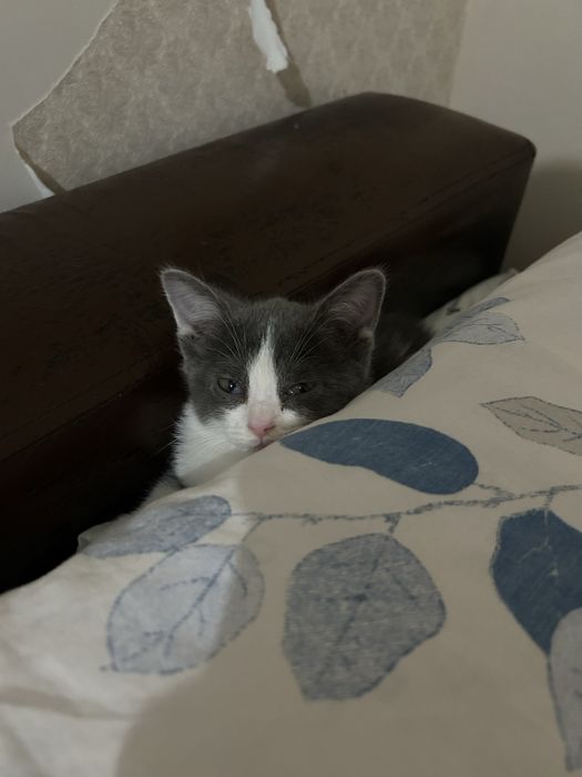 Отдам котенка в добрые руки