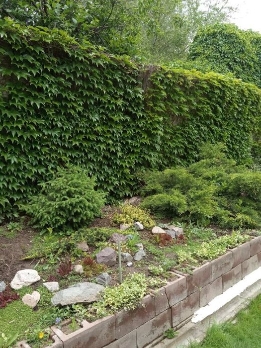 Девичий виноград