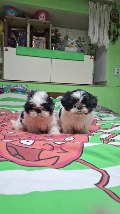 Малки кученца порода Ши тцу