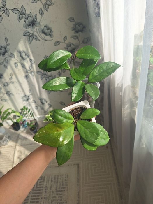 Аптения, пеперомия,Фикус,сингониум,