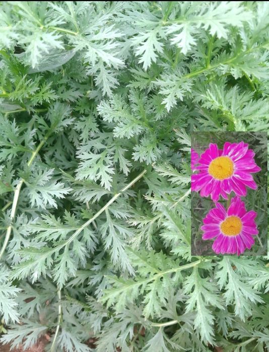 Продам многолетние цветы