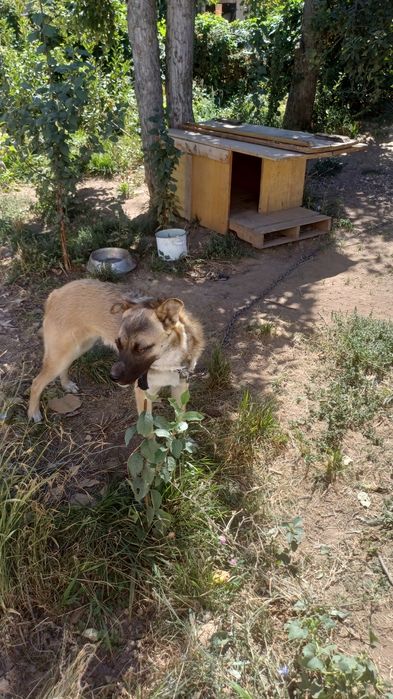 Отдам пса в хорошие руки