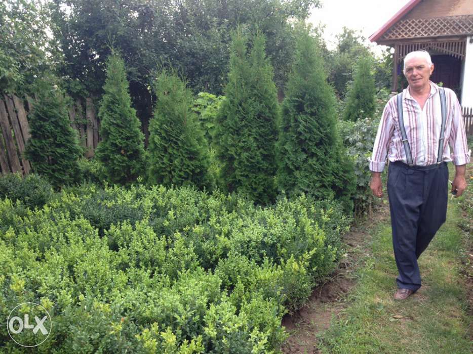 Producator Butasi plante ornamentale de gradina, Buxus, Tuya, Gard viu