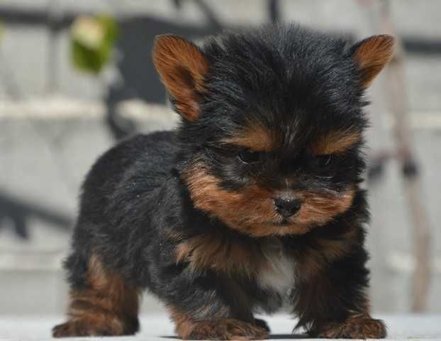 Йоркширски териер мини baby face
