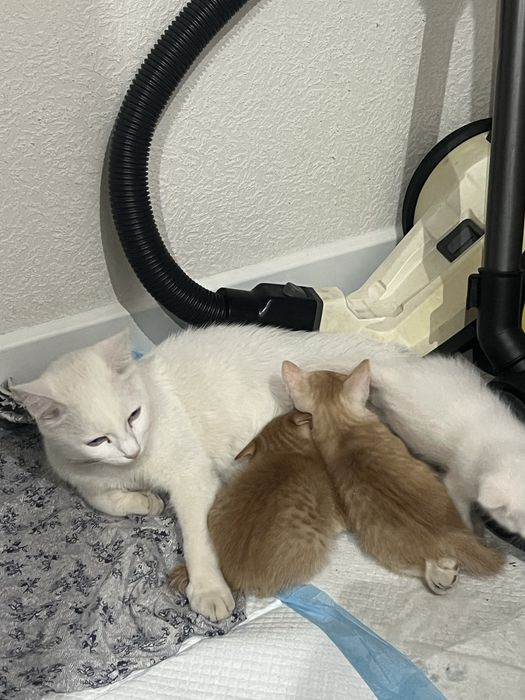 Котята отдам бесплатно