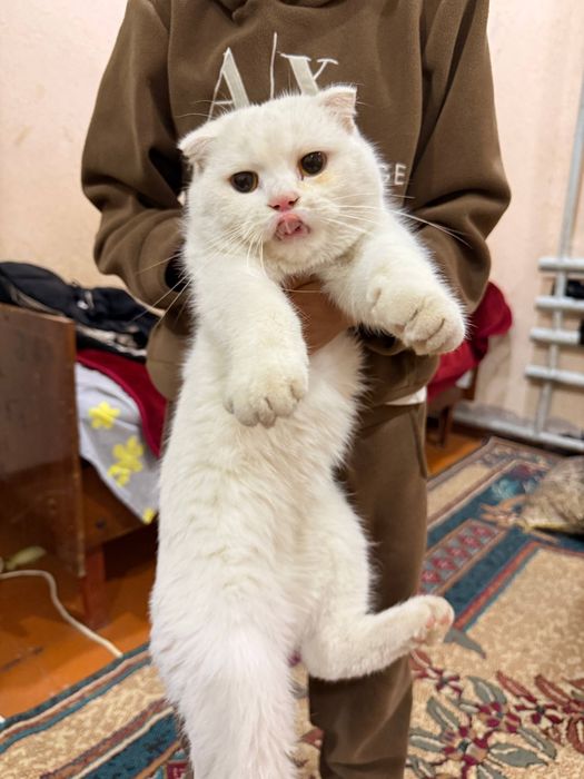 Damashni shinshila mushugi sotiladi.