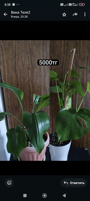 Продам домашние цветы