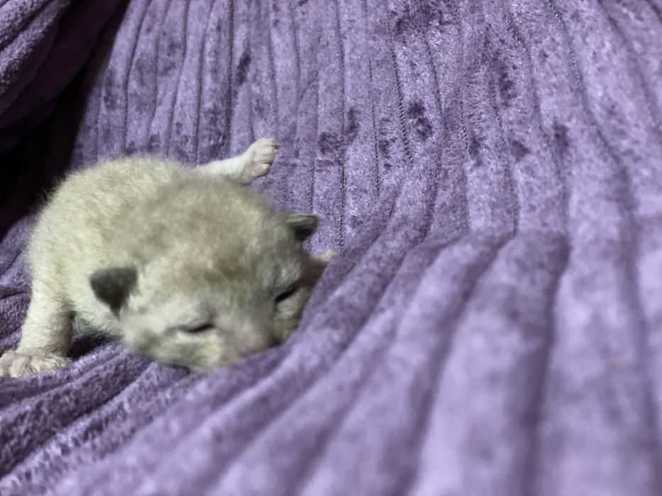 Бронь резерв  котят сфинкс