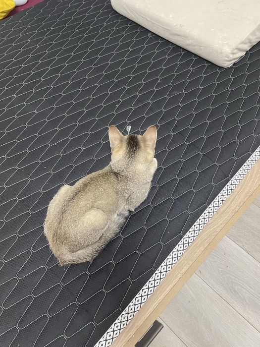 Котёнок микс британец и абисински