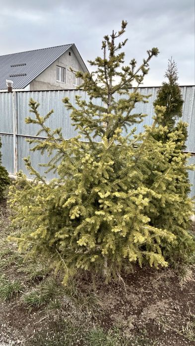 Ель,  Туя, Шырша,  Елка.