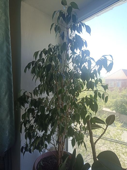 Цветы для дома и офис