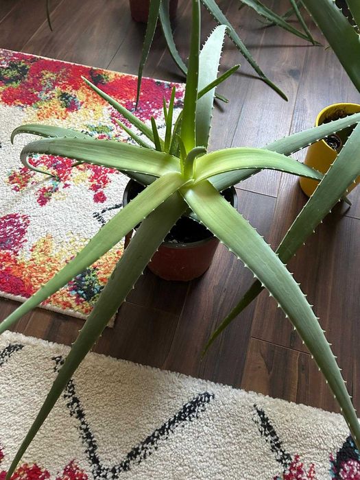 Aloe Vera in ghiveci, inaltime H45-75 cm