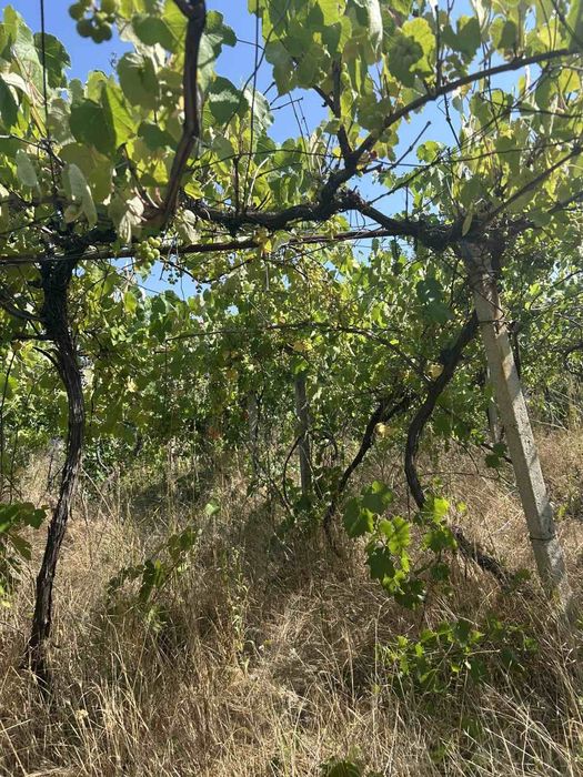 Продава се Къща в с. Дъбравка, Област Видин - 144 кв.м за 36 €/кв.м - Снимка #16