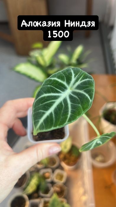 Детки алоказий в продаже