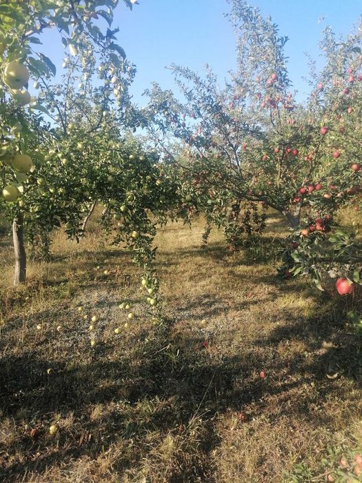 Vand mere pentru suc, cidru, țuică sau pălincă