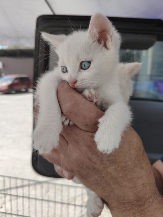 Продам котят мальчики девочки