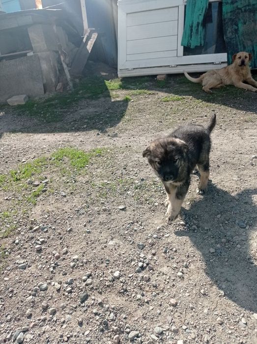 Щенки, здоровые крепкие.