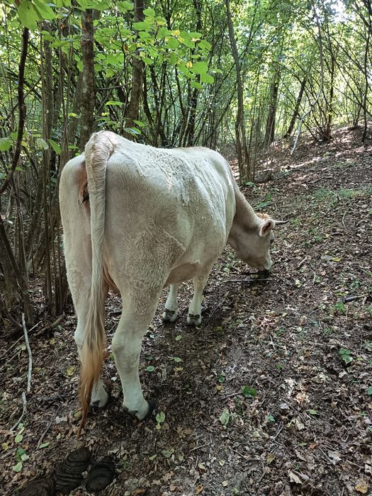 Vând jurincă a fata gestanta in luna a noua