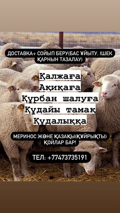 Отборный семіз Қой тоқтылар бар Алматы