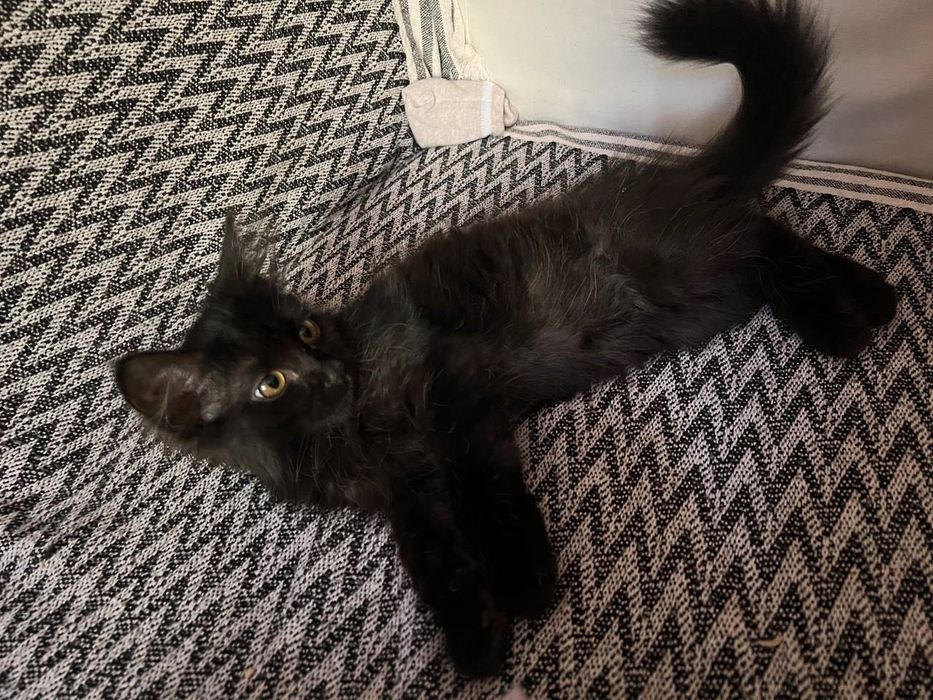 Котенок в добрые ручки