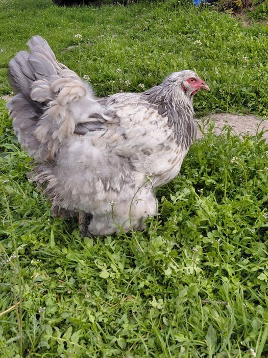 Vand oua Brahma pentru incubat