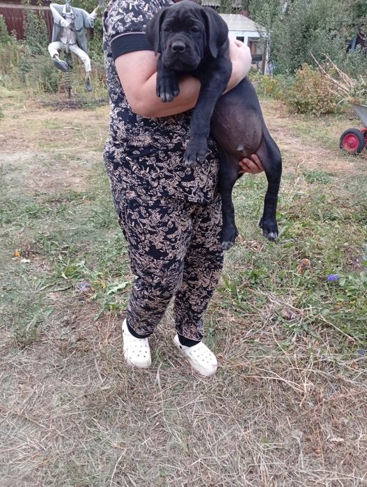 Кане Корсо Italiano mastiff