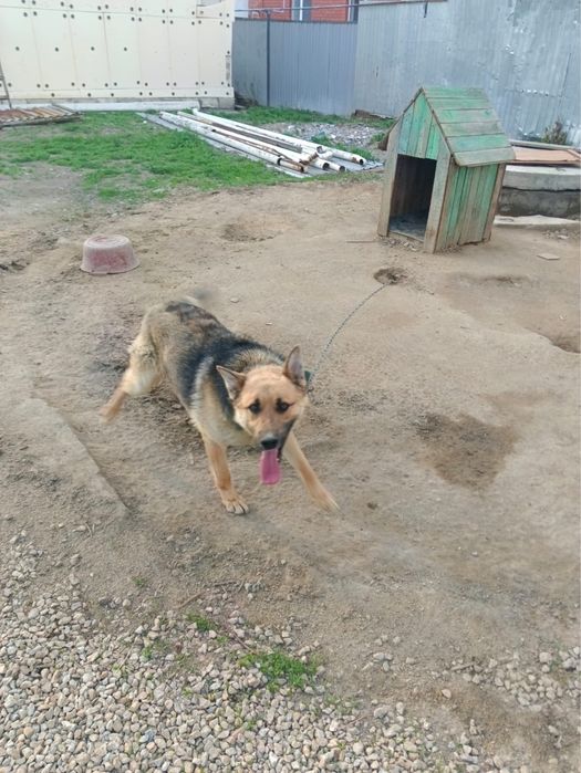 Собака в добрые руки