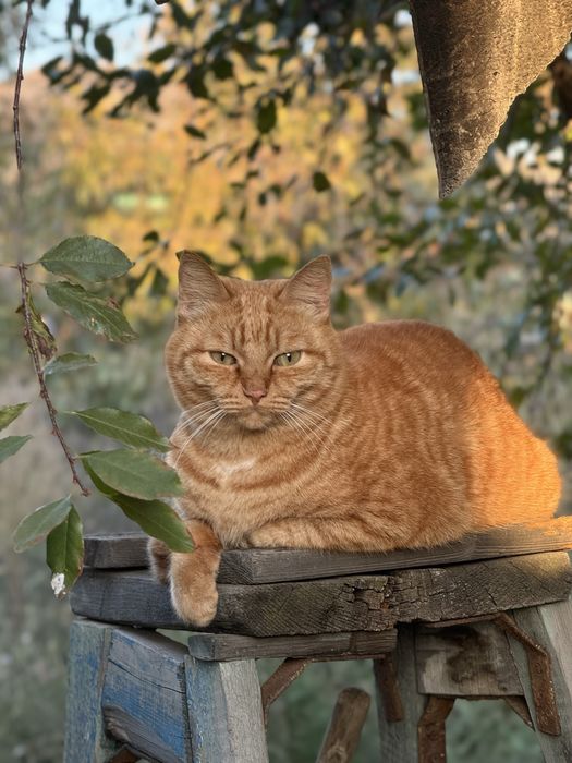 Пристраивается кот Сёма